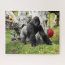 Recherche de gorille photographie Zoo