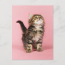 Recherche de chaton rose cartes postales Animal de compagnie