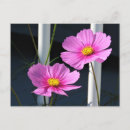 Suche nach kosmos postkarten Rosa