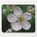 Suche nach blumen blackberry Blätter