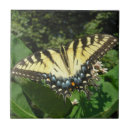 Recherche de hirondelle carreaux Nature