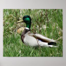 Recherche de duck posters Canards