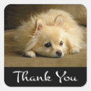 Recherche de pommie autocollants Pomeranian