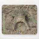 Recherche de crapauds tapis souris Amphibien