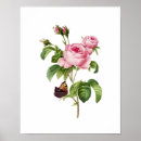 Suche nach rosa centifolia poster Illustration