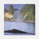 Suche nach alaska magnete Schwertwal