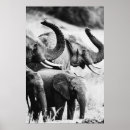 Recherche de éléphants africains posters Pour eux