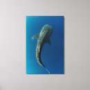 Recherche de remora Triangle de corail