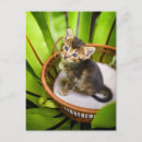 Suche nach basket postkarten Katze