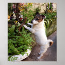 Recherche de jack russell posters Portrait