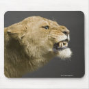 Suche nach löwin mousepads Wild lebende tiere