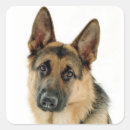 Suche nach schäferhunde aufkleber Liebe
