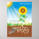 Recherche de photosynthèse posters Biologie