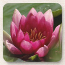 Recherche de nénuphar dessous de verres Nature