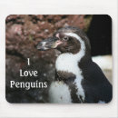 Recherche de pingouins photographie Oiseau