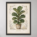 Suche nach ficus poster Botanisch