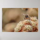 Suche nach bee happy poster Blume