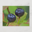 Recherche de myrtille cartes postales Plante
