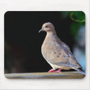 Recherche de colombe tapis souris Oiseaux