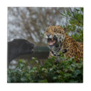 Suche nach jaguar an fliesen Große katze