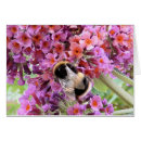 Recherche de buddleia Insecte