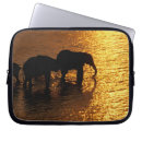 Recherche de mammifère coques Coucher de soleil