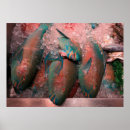 Suche nach papageienfisch poster Fische