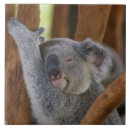 Recherche de koala carreaux Faune