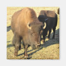 Suche nach bison magnete Natur
