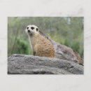 Recherche de kalahari cartes postales Meerkat