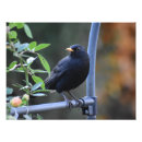 Suche nach liebling poster Natur