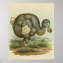 Suche nach naturgeschichte poster Dodo
