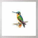Suche nach grüner kolibri poster Vogel