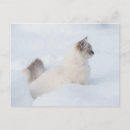 Recherche de chat bleu cartes postales Tabby