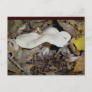 Recherche de guêpe cartes postales Insecte