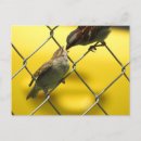Suche nach babyvögel postkarten Babyvogel