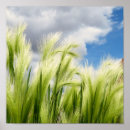 Suche nach gras pflanze poster Himmel