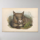 Suche nach wombat poster Australie
