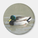 Suche nach enten magnete Fotografie