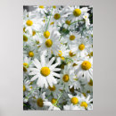 Suche nach kamille poster Sommer