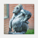 Suche nach gorillas magnete Primate