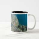 Recherche de invertébré tasses Océan