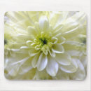 Suche nach chrysantheme mousepads Pflanze