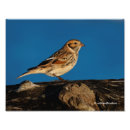 Recherche de laponie Noir