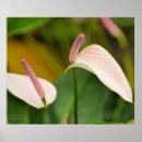 Suche nach hawaii blumen poster Rosa