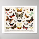 Suche nach schmetterlinge und motten poster Vintage