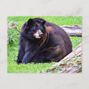 Recherche de ours noir cartes postales Animal