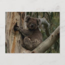 Recherche de koala australie cartes postales Mignon