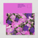 Recherche de rose et violet cartes postales Pour elle