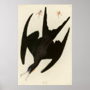 Suche nach frigate poster Vogelvogel